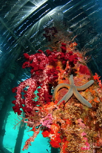 Under the jetty, Arborek, Raja4divers, Raja Ampat. by Filip Staes 